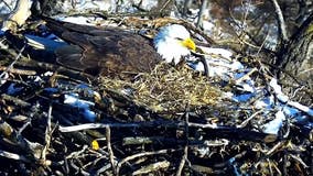 Bald eagles on EagleCam caring for 3 eggs this season