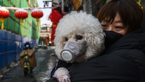 Dog tests 'weak positive' for coronavirus in Hong Kong, first possible infection in pet