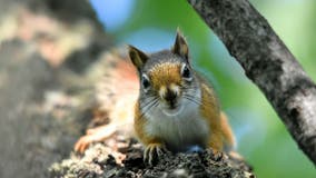 Squirrel causes power outage, affecting nearly 2,000 in central Minnesota