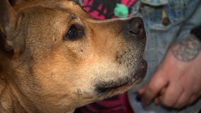 Minnesota woman reunites with lost dog after she recognized it from photo on a beer can