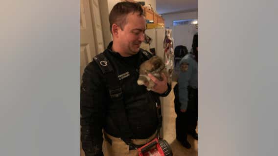 Firefighters rescue puppy trapped in ceiling of Plymouth, Minnesota home