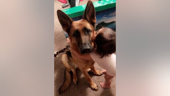 Struggling veteran's Facebook post helps connect him with 'life-changing' service dog in Buffalo, Minnesota