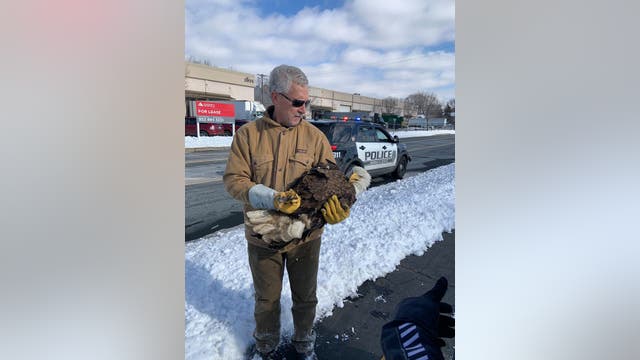 Runner helps rescue injured bald eagle in Brooklyn Center, Minnesota