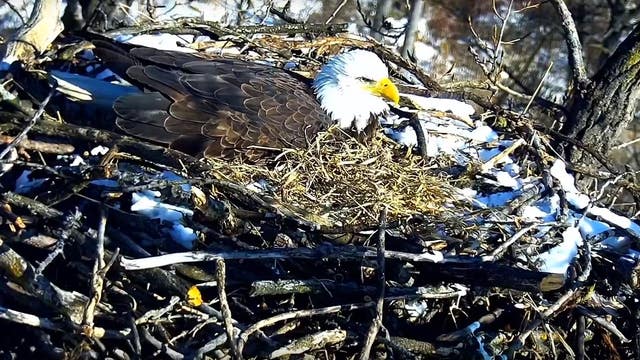 Bald eagles on EagleCam caring for 3 eggs this season