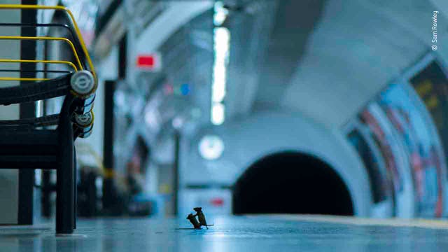 Photo of mouse fight on London subway platform wins Wildlife Photographer of the Year award