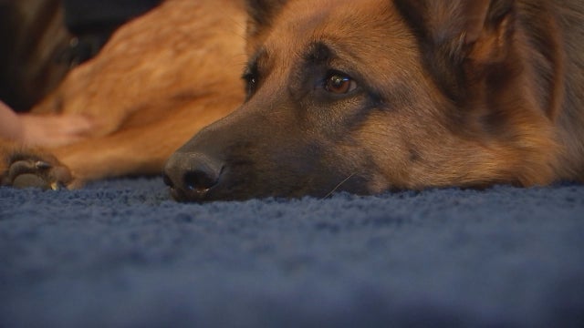 'This is a dispute over a dog named Oliver': Appeals court rules in favor of woman who sued friend over dog ownership