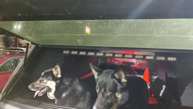 Minnesota state troopers use beef sticks to lure two dogs on I-94 to safety