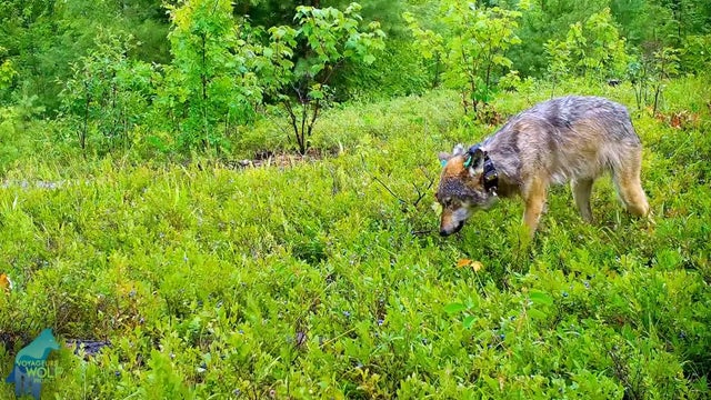 Researchers observe wolf feeding blueberries to her pups for first time in northern Minnesota
