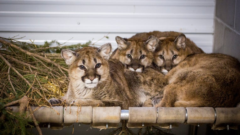 Cougar kittens at The Wildcat Sanctuary