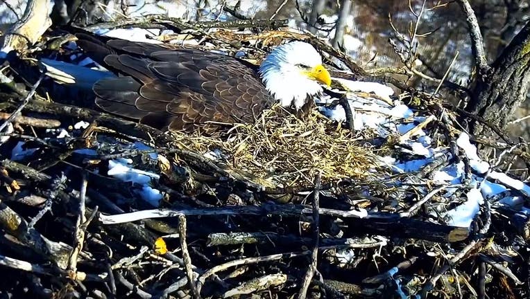 A bald eagle incubates the eggs in the EagleCam nest.