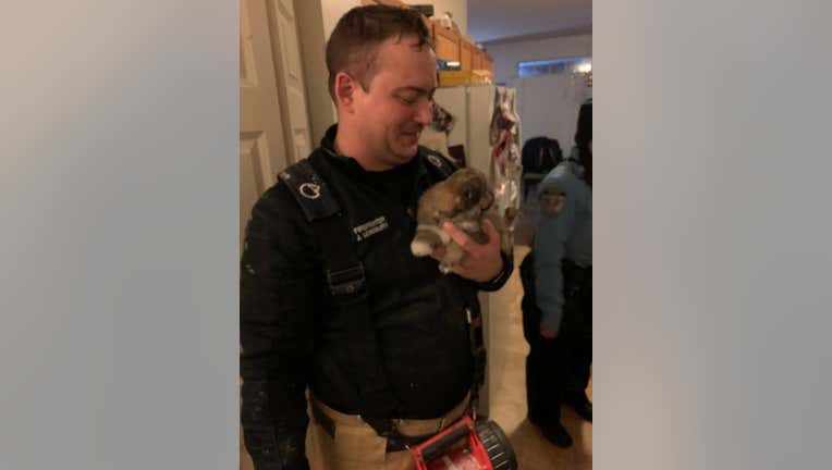 Firefighters rescue tiny puppy from ceiling