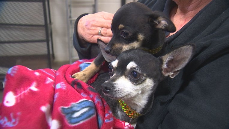 30 dogs arrive at Animal Humane Society after 4,000-mile road trip 30 dogs arrive at Animal Humane Society after 4,000-mile road trip