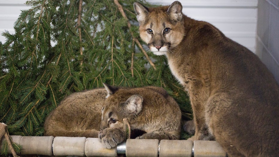 Cougar kittens coming to Wildcat Sanctuary