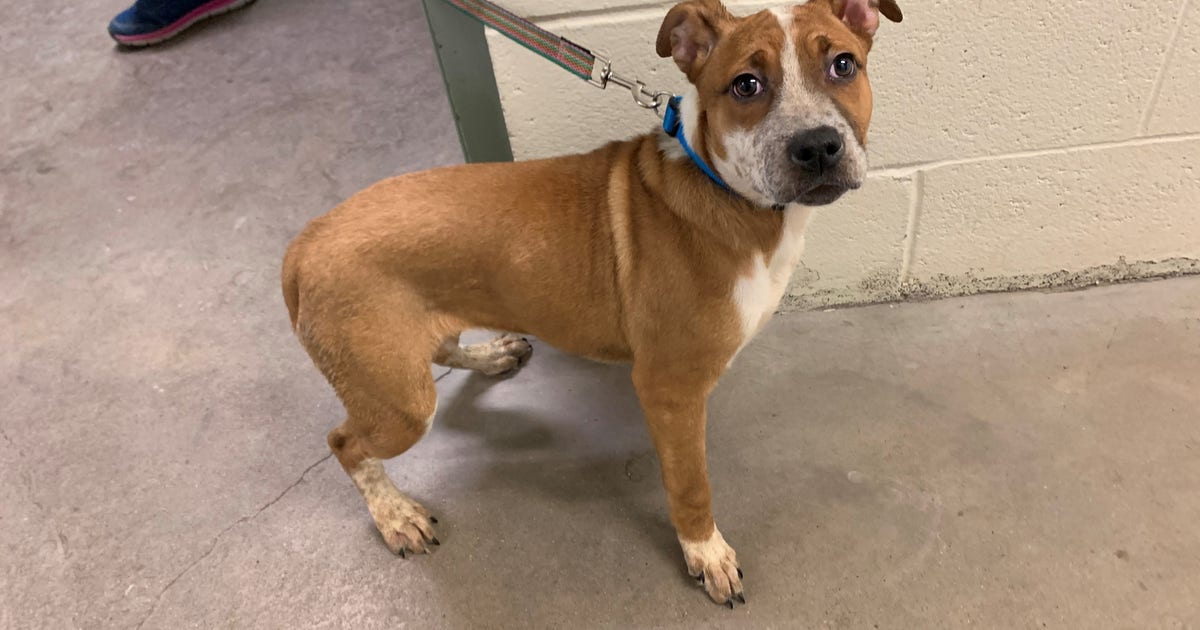 Dog stolen from Animal Humane Society found by St. Paul Police | FOX 9 ...