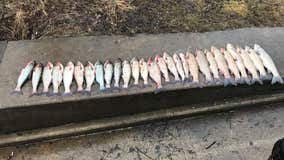 DNR: 51 invasive carp captured on Mississippi River near La Crosse, Wisconsin