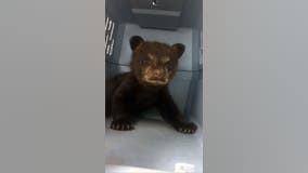 Bear cub rescued from below freezing temps by Minnesota conservation officer