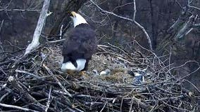 Second eaglet hatches on Minnesota DNR's EagleCam