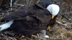 Eaglet hatches on DNR's EagleCam for first time since 2017