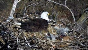 All 3 eaglets on Minnesota DNR's EagleCam have hatched