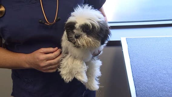 Walz extends hold to include non-essential veterinary procedures