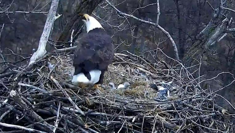 Second Eaglet Hatches On Minnesota DNR's EagleCam | FOX 9 Minneapolis ...