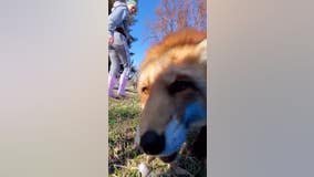 Fox at Minnesota rescue tries to steal cell phone