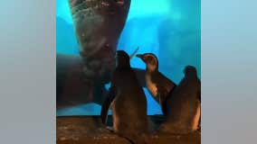 SeaWorld penguins tour the park in celebration of World Penguin Day