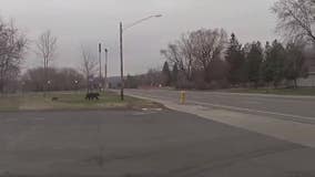 Duluth police officer helps mama bear and cubs cross busy street