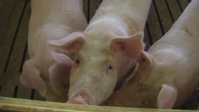 Hog farmers worry they won't get pigs to market in time despite presidential order