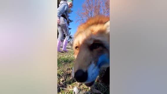 Fox at Minnesota rescue tries to steal cell phone