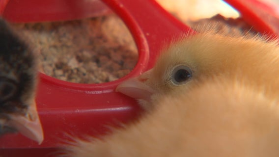 Urban farming sees uptick in Twin Cities amid stay-at-home order