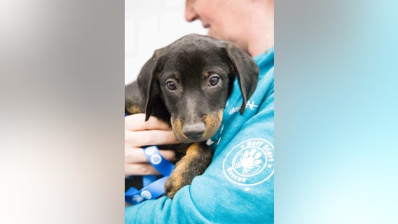 Pet adoptions high during COVID-19 quarantine