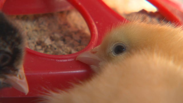 Urban farming sees uptick in Twin Cities amid stay-at-home order