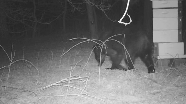 Trail cameras capture hungry black bear eating honey from family's beehive in Oak Grove, Minnesota