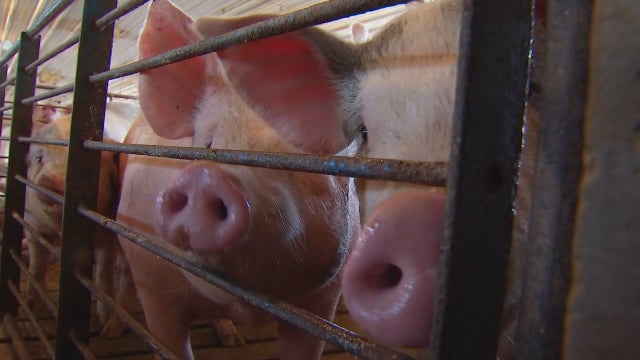 Minnesota pork producers in favor of order to keep plants open, safety concerns linger