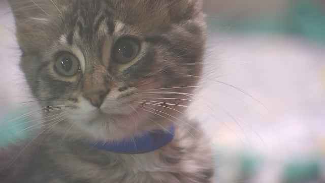 Animal Humane Society slowly starts opening back up pet adoption process