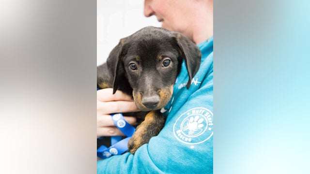 Pet adoptions high during COVID-19 quarantine