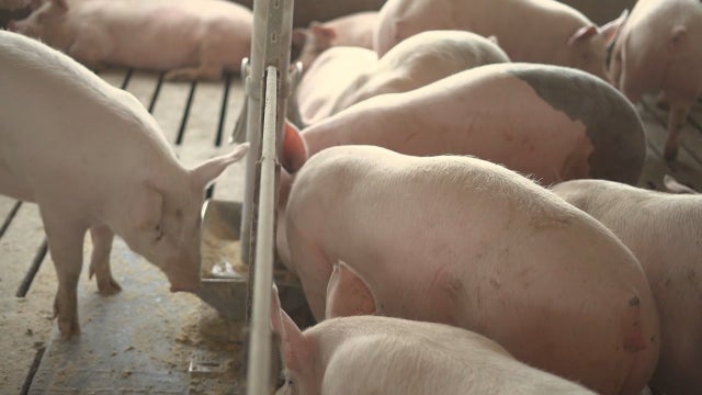 Minnesota hog farmer turns to selling on social media after plants close