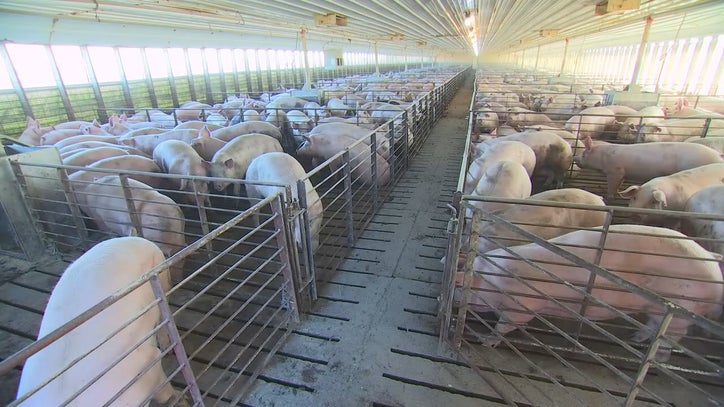 Supply chain troubles may lead to mass slaughter of hogs | FOX 9 ...