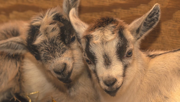 goat kids at the Minnesota Zoo