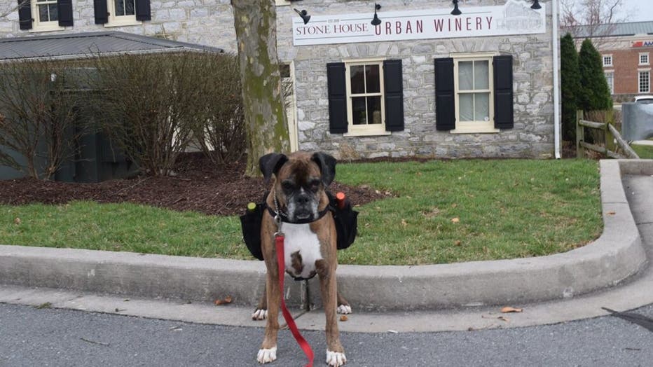 WineDog2.jpg