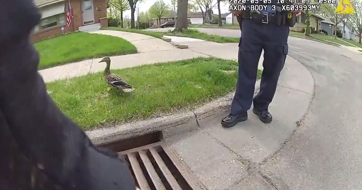 Minneapolis police officers rescue 8 ducklings from storm drain | FOX 9 ...