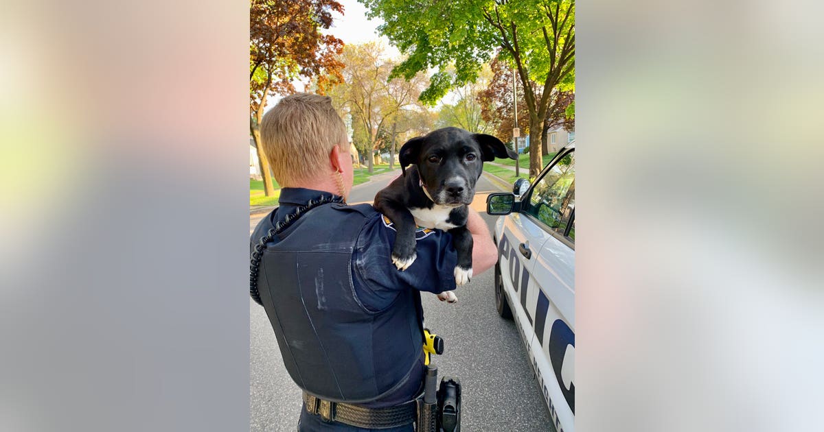 Police find stolen puppy that thief tried to sell in Inver Grove ...