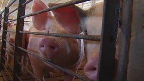 Study: Minnesota pork industry to take estimated $660 million hit due to COVID-19