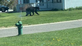 Bear seen walking across lawn in western Wisconsin neighborhood