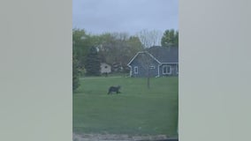 Black bear spotted running through yards in Litchfield, Minnesota