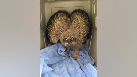 Officials rescue baby owl in Bloomington, Minnesota