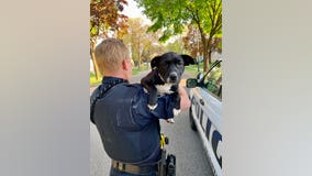 Police find stolen puppy that thief tried to sell in Inver Grove Heights, Minnesota