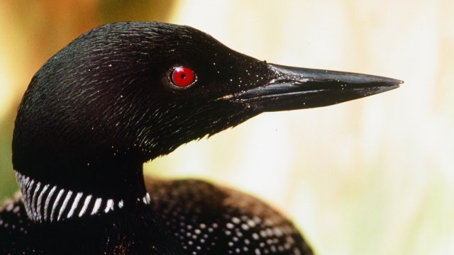 A loon killed a bald eagle by stabbing its heart, biologist says