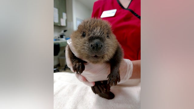 Wildlife Rehabilitation Center attempts family reunion of baby beaver that fell over Minnehaha Falls
